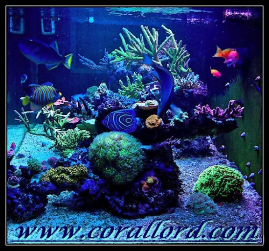  Coral Lord Tuzlu Su Akvaryum Sitesi Yayın Hayatına Başlamış Bulunmaktadır.