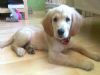  Golden Retriever Köpek 2,5 Aylık Satılık Orjinal