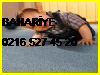  Bahariye Halı Yıkama Fabrikası 0216 527 45 20 Bizim Halı Yıkama Bahariye Halı Yıkama