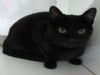  Kara Kediler - Blackıe Cats Siyah Kediler Cute Black Cats