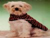  El Örgü Köpek Kıyafeti  Modelleri  - Y-d Yün Dünyası