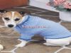  El Örgü Köpek Kıyafeti  Modelleri  - Y-d Yün Dünyası
