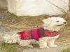  El Örgü Köpek Kıyafeti  Modelleri  - Y-d Yün Dünyası
