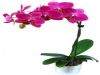  Sevdiklerinize En Güzel Hediye Orkide
