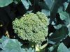  Kemik Erimesine Karşı Brokoli Kalsiyum Deposu Bitki Kansere Karşı Koruyucu