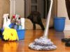  Koşuyolu  Temizlik Şirketleri İnşaat Sonrası, Ev, Daire, Cam, Ofis, Okul Temizliği Tutku Temizlik  Koşuyolu