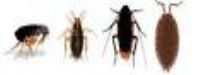  Hamam Böceği İlaçlama Ankara 0312 480 19 14 Logosu