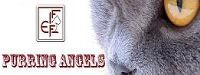  Purrıng Angels Kedi Brıtısh Shorthaır Cattery Logosu