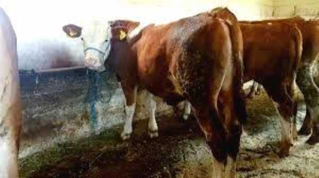 satılık kurbanlık satılık damızlık satılık kesim