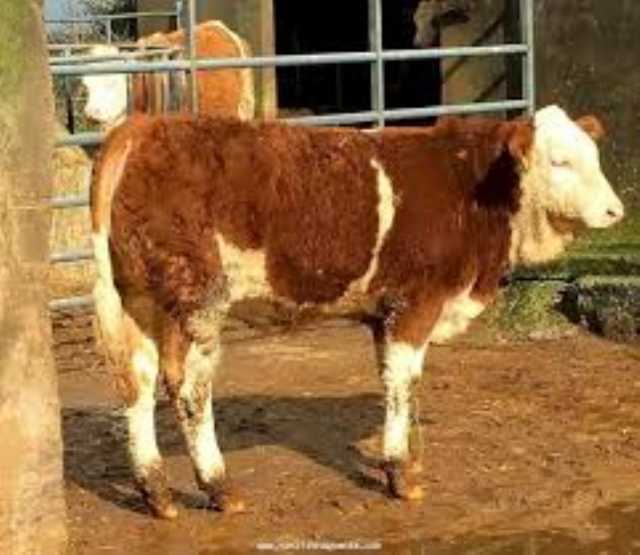 ık damızlık satılık kesimlik satılık yaylımlık satılık besilik satılık