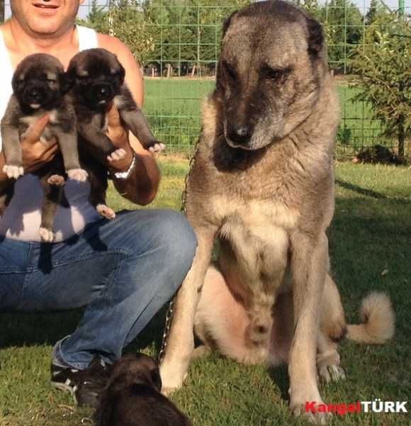 Türk Çoban Köpeği Kangal Üretim ve Yetiştirme Çiftliğimize tüm değerli Kangal sever dostlarımızı bekleriz