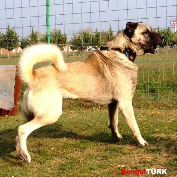 Türk Çoban Köpeği Kangal Yavruları