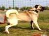  Türk Çoban Köpeği Kangal Yavruları