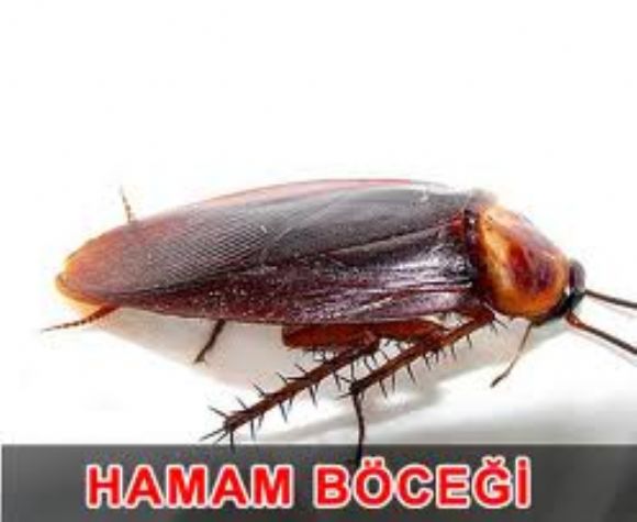  Ankara Böcek İlaçlama  0544 483 39 83