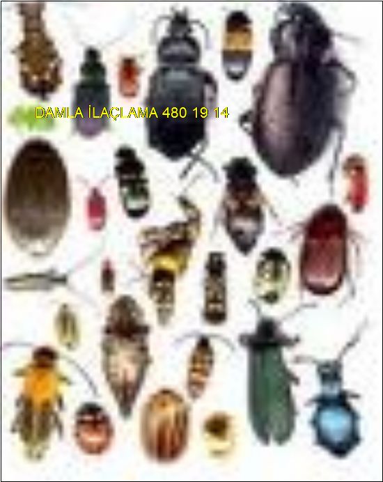  Ankara Alo Hamam Böceği İlaçlama 0531 990 48 71