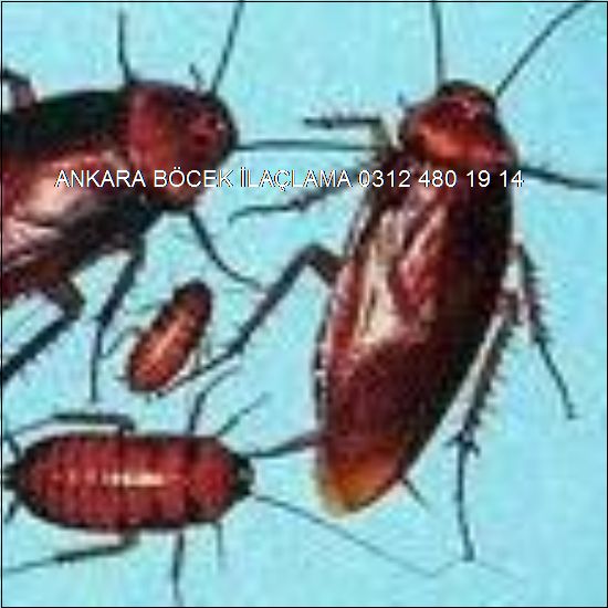 Ankara Hamam Böceği İlaçlama  480 19 14