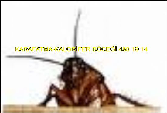  Kalorifer Böceği İlaçlama Birlik Mahallesi 0312 480 19 14