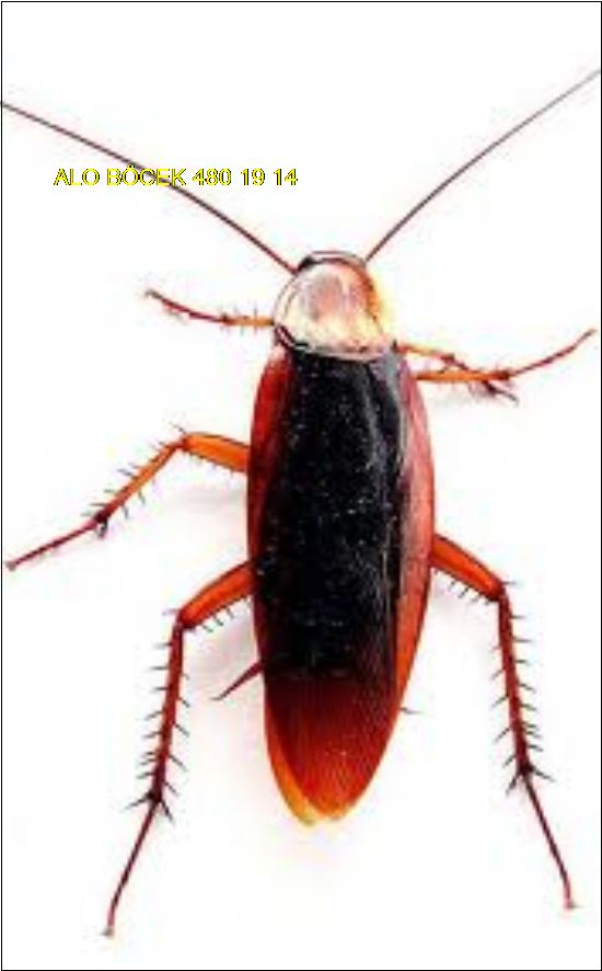  Ankara Alo Hamam Böceği İlaçlama  Şirketi 480 19 14