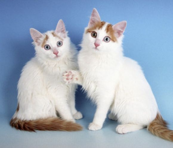 Van Kedileri Beyaz Sarı Mavi Gözlü Van Kedileri