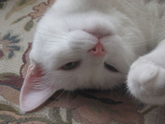 van kedileri, beyaz van kedileri, mavi gözlü van kedileri, türkiye van kedileri, turkish van cats, white van cats