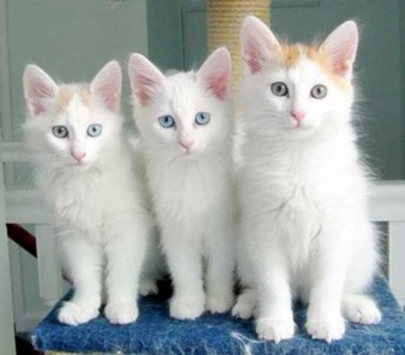  Van Kedileri Beyaz Sarı Mavi Gözlü Sevimli Turkish Van Cats, Cats Are Cute