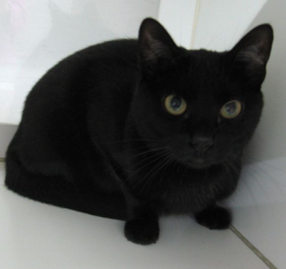  Kara Kediler - Blackıe Cats Siyah Kediler Cute Black Cats