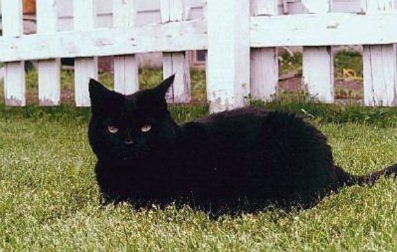  Sevimli Kara Kediler, Hayvanlar Alemi, Blackie Cats Siyah Kediler Cute Black Cats