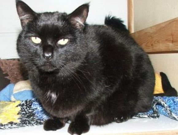 Kara Kediler - Blackıe Cats Siyah Kediler Cute Black Cats