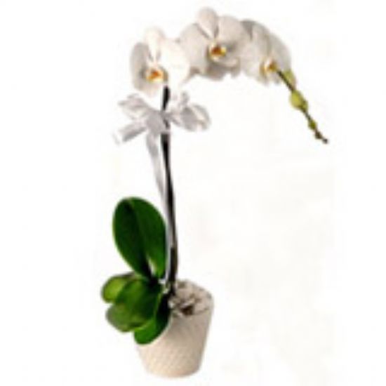  Malatya Çiçekçi Orkideler 52,50 Tl Sevdiklerinizi Mutlu Edin