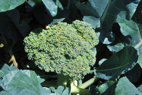  Kemik Erimesine Karşı Brokoli Kalsiyum Deposu Bitki Kansere Karşı Koruyucu