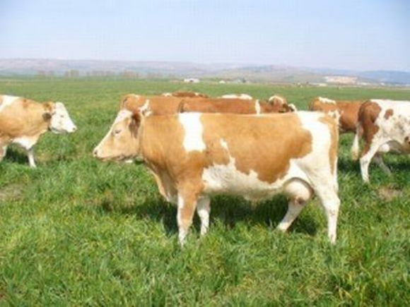 şanlıurfa kurbanlık koyun, kurbanlık koyun, kurbanlık dana, kurbalık tosun, kurbanlık inek, kurbanlık dana şanlıurfa, şanlıurfa kurbalık tosun, şanlıurfa kurbanlık inek