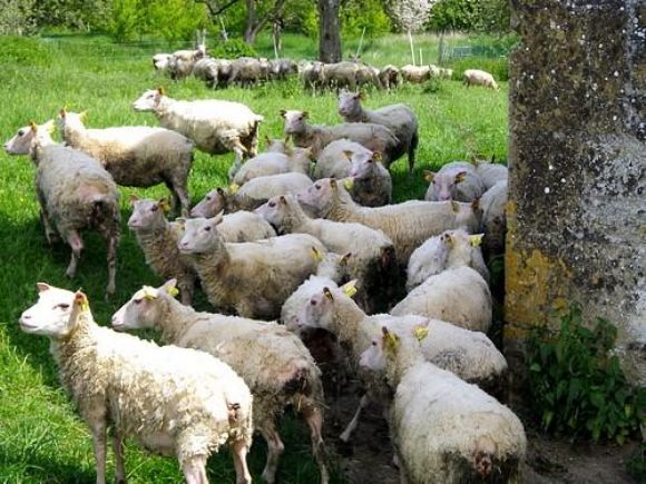 Şanlıurfa  Satılık Erkek Ve Dişi, Dana, Düve, Tosun, Boğa, İnek, Buzağı Çok Uygun Fiyatlara  Şanlıurfa
