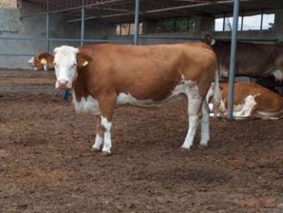 nevşehir kurbanlık koyun, kurbanlık koyun, kurbanlık dana, kurbalık tosun, kurbanlık inek, kurbanlık dana nevşehir, nevşehir kurbalık tosun, nevşehir kurbanlık inek