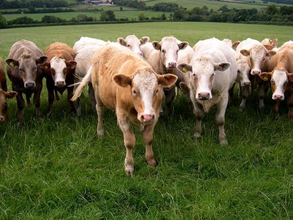 muş kurbanlık koyun, kurbanlık koyun, kurbanlık dana, kurbalık tosun, kurbanlık inek, kurbanlık dana muş, muş kurbalık tosun, muş kurbanlık inek