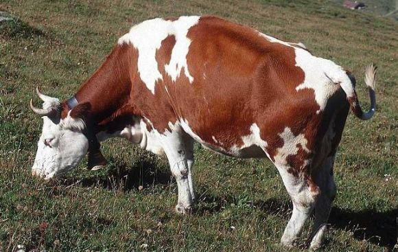 Muğla Satılık Erkek Ve Dişi, Dana, Düve, Tosun, Boğa, İnek, Buzağı Çok Uygun Fiyatlara Muğla