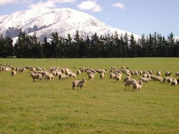 Mersin Satılık Erkek Ve Dişi, Dana, Düve, Tosun, Boğa, İnek, Buzağı Çok Uygun Fiyatlara Mersin