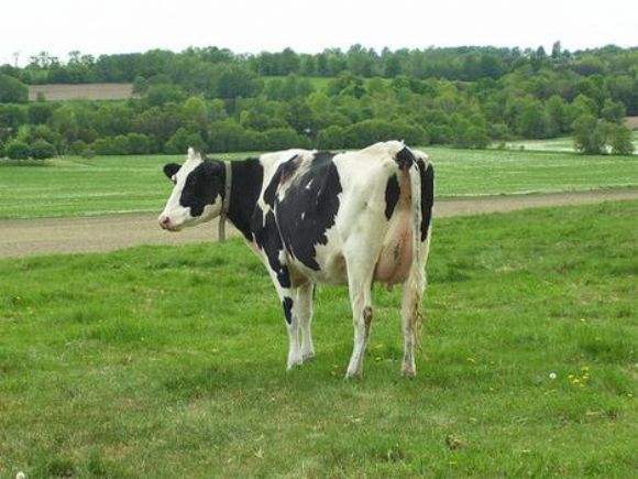 kırklareli kurbanlık koyun, kurbanlık koyun, kurbanlık dana, kurbalık tosun, kurbanlık inek, kurbanlık dana kırklareli, kırklareli kurbalık tosun, kırklareli kurbanlık inek