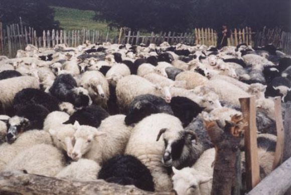 kars kurbanlık koyun, kurbanlık koyun, kurbanlık dana, kurbalık tosun, kurbanlık inek, kurbanlık dana kars, kars kurbalık tosun, kars kurbanlık inek