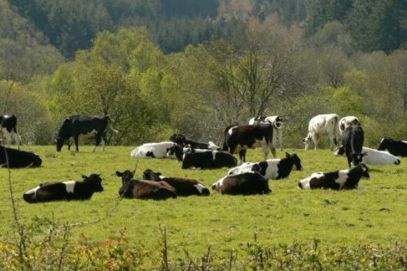 kars kurbanlık koyun, kurbanlık koyun, kurbanlık dana, kurbalık tosun, kurbanlık inek, kurbanlık dana kars, kars kurbalık tosun, kars kurbanlık inek