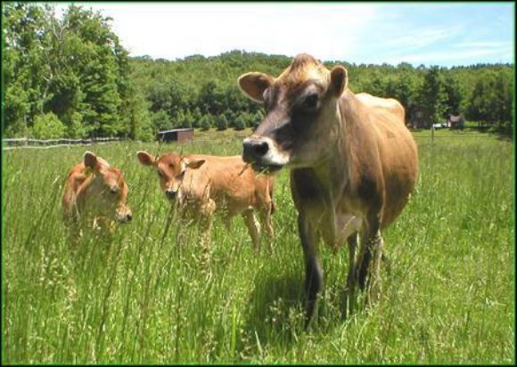 ısparta kurbanlık koyun, kurbanlık koyun, kurbanlık dana, kurbalık tosun, kurbanlık inek, kurbanlık dana ısparta, ısparta kurbalık tosun, ısparta kurbanlık inek