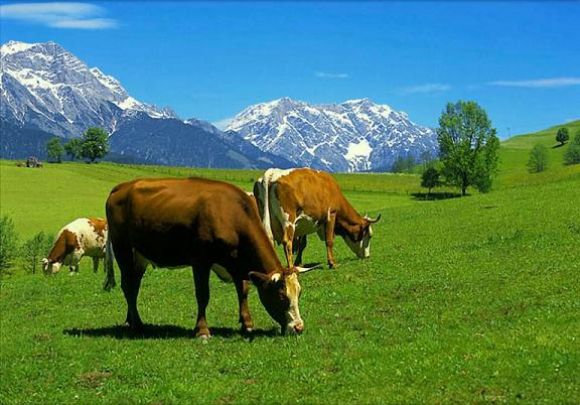 ığdır kurbanlık koyun, kurbanlık koyun, kurbanlık dana, kurbalık tosun, kurbanlık inek, kurbanlık dana ığdır, ığdır kurbalık tosun, ığdır kurbanlık inek