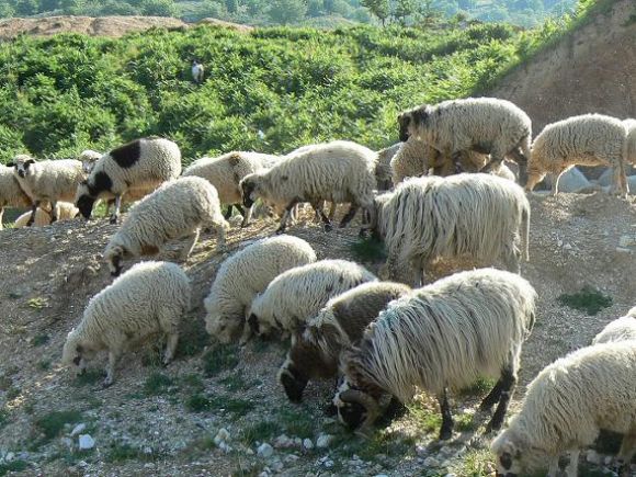 ığdır kurbanlık koyun, kurbanlık koyun, kurbanlık dana, kurbalık tosun, kurbanlık inek, kurbanlık dana ığdır, ığdır kurbalık tosun, ığdır kurbanlık inek