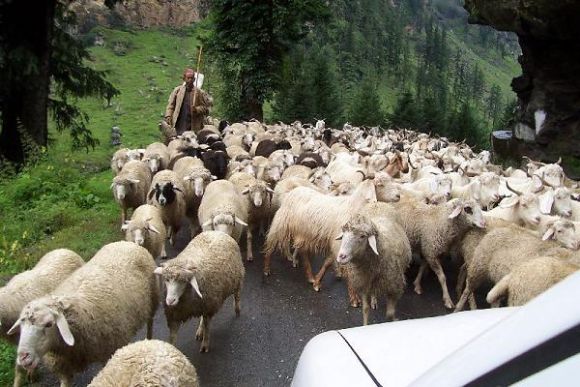 Gümüşhane Satılık Erkek Ve Dişi, Dana, Düve, Tosun, Boğa, İnek, Buzağı Çok Uygun Fiyatlara Gümüşhane