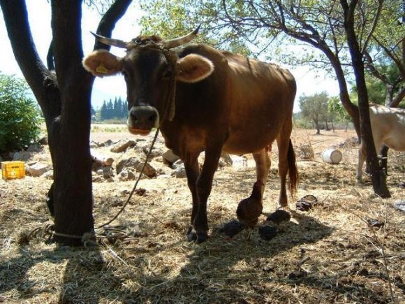 Diyarbakır  Satılık Erkek Ve Dişi, Dana, Düve, Tosun, Boğa, İnek, Buzağı Çok Uygun Fiyatlara  Diyarbakır