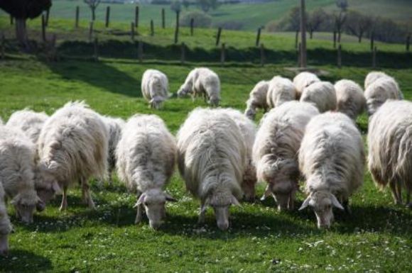 Çorum Satılık Erkek Ve Dişi, Dana, Düve, Tosun, Boğa, İnek, Buzağı Çok Uygun Fiyatlara Çorum