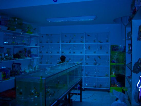  Satılık Kedi, Köpek, Kuş, Balık, Tavşan, Hamster, Akvaryum, Akvaryum Malzemesi.. V.b