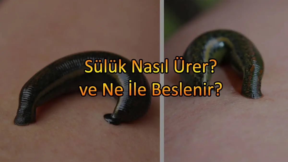 Sülük Nasıl Üretilir? Tıbbi Sülük Faydaları Nelerdir?